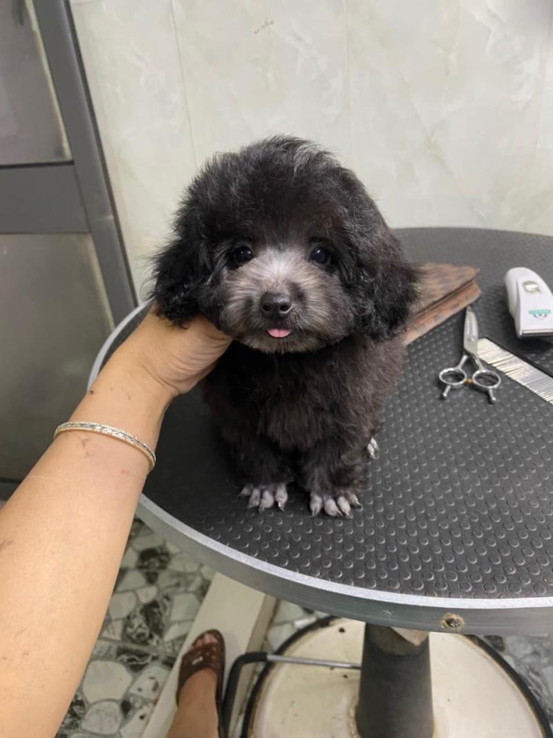 Poodle Trần Phụ Kiện Chó Mèo Cao Cấp