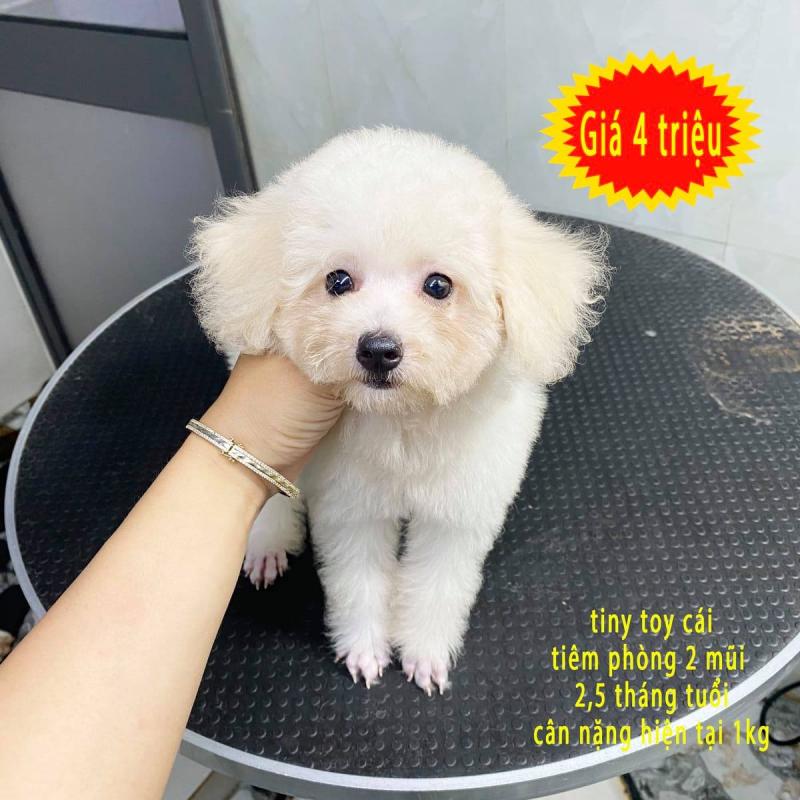 Poodle Trần Phụ Kiện Chó Mèo Cao Cấp