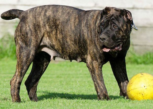 Presa Canario có màu lông vằn vện đặc trưng và được mệnh danh là chúa đảo châu Phi