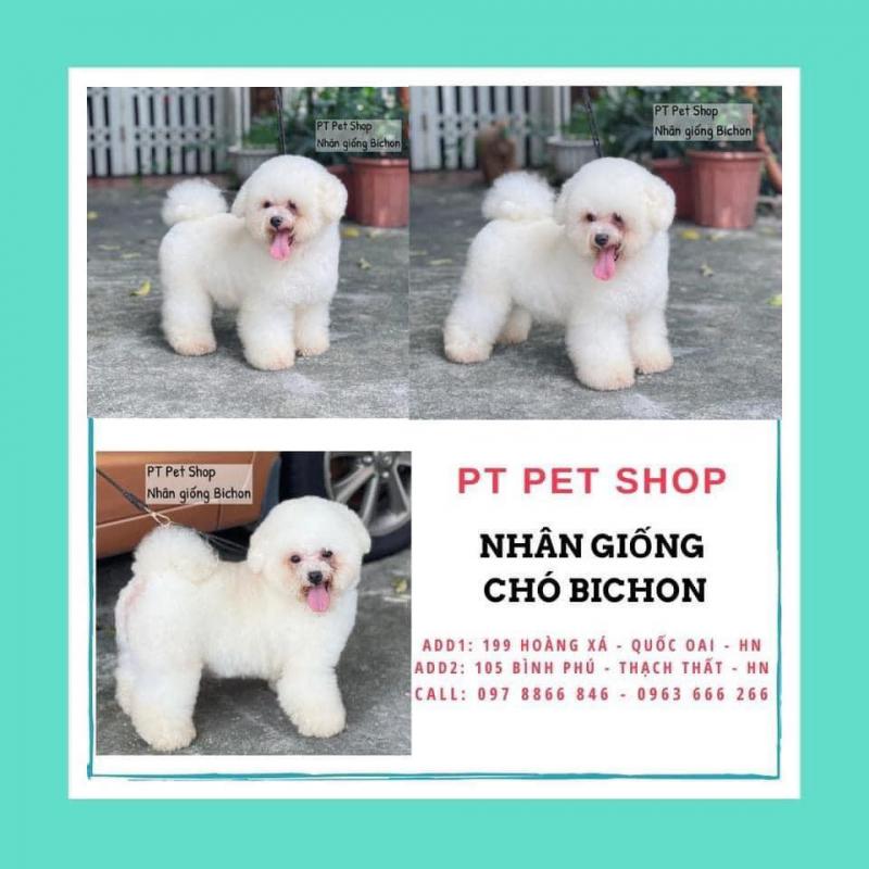 PT Pet Shop