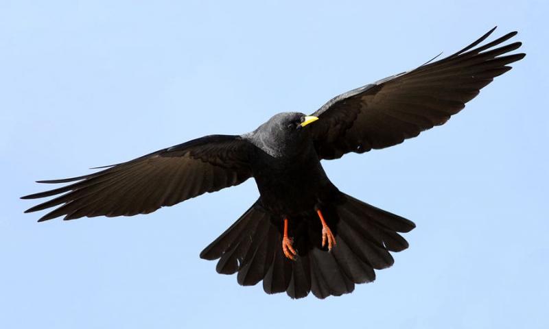 Quạ mỏ vàng (Pyrrhocorax Graculus)