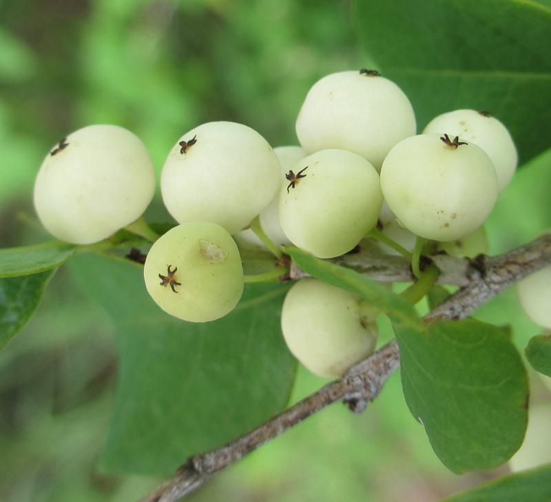 Quả cơm nguội