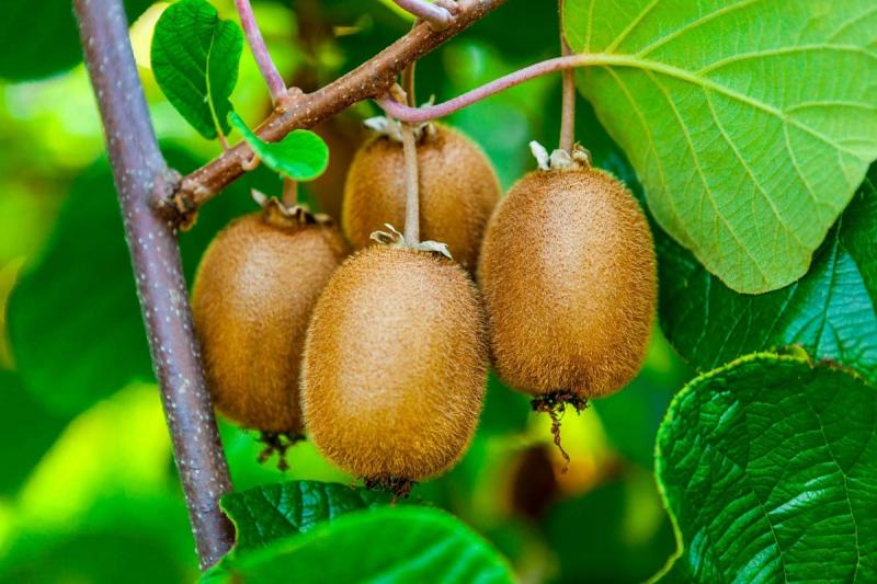 Kiwi chứa hơn 80 dưỡng chất tốt cho mẹ bầu