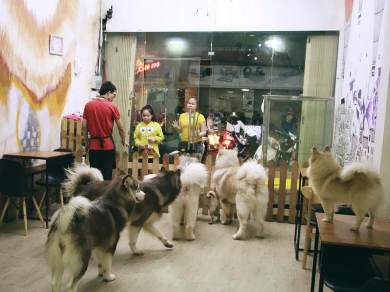 Top 5 Quán cà phê thú cưng siêu đáng yêu tại Sài Gòn