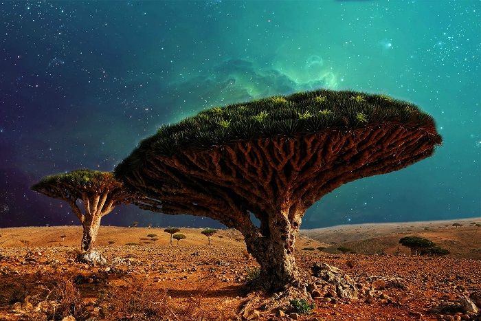 Quần đảo Socotra
