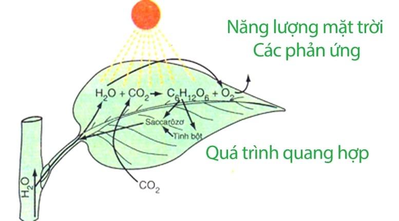 Quang hợp