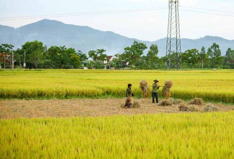 Quê tôi mùa gặt