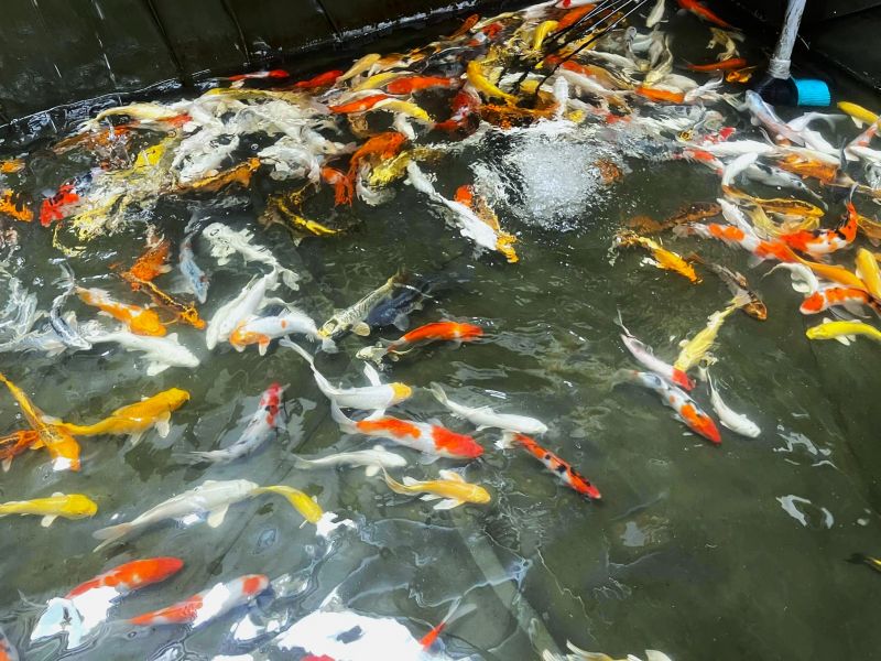 Quốc Huy Koi Farm