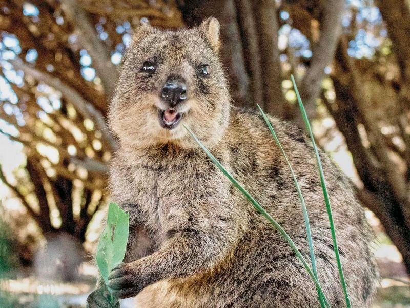 Quokkas