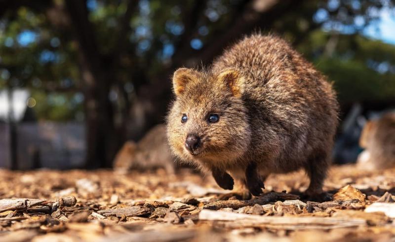 Quokkas