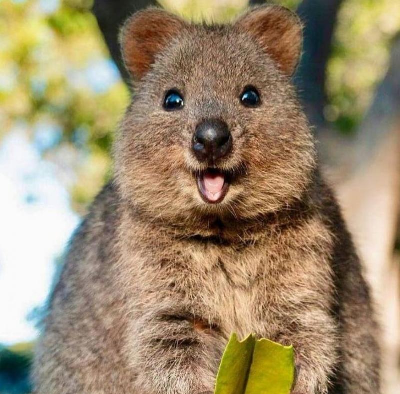 Quokkas