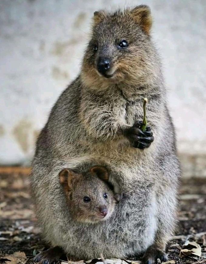 Quokkas