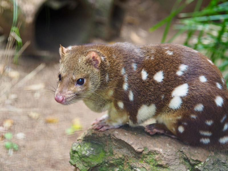 Quoll