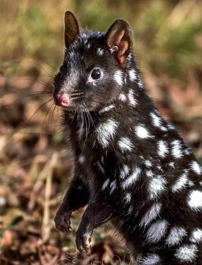 Quoll