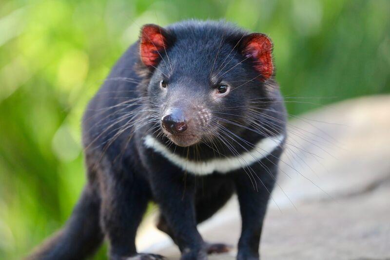 Quỷ Tasmania