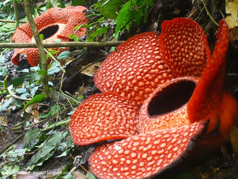 Rafflesia arnoldii