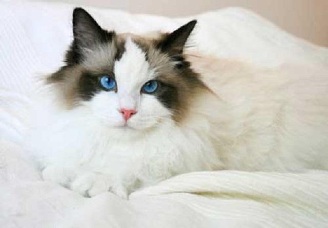 Ragdoll