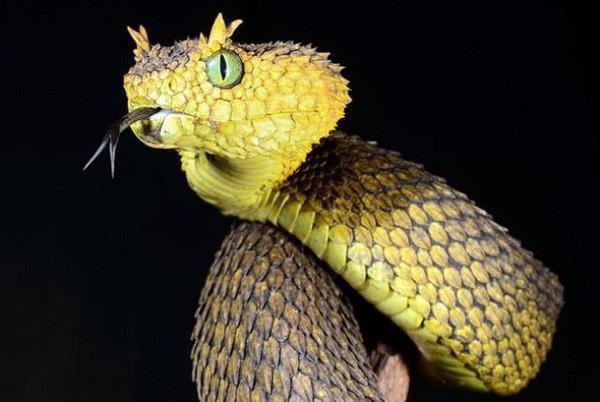 Rắn Atheris Hispida