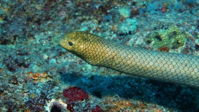 Rắn đầu vàng (Olive-headed Sea Snake)