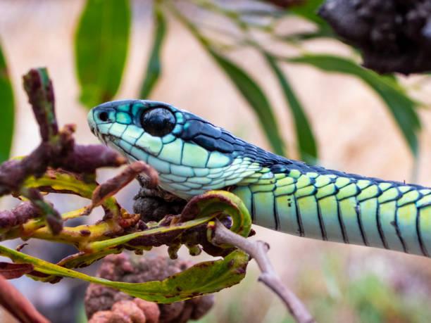 Rắn Boomslang