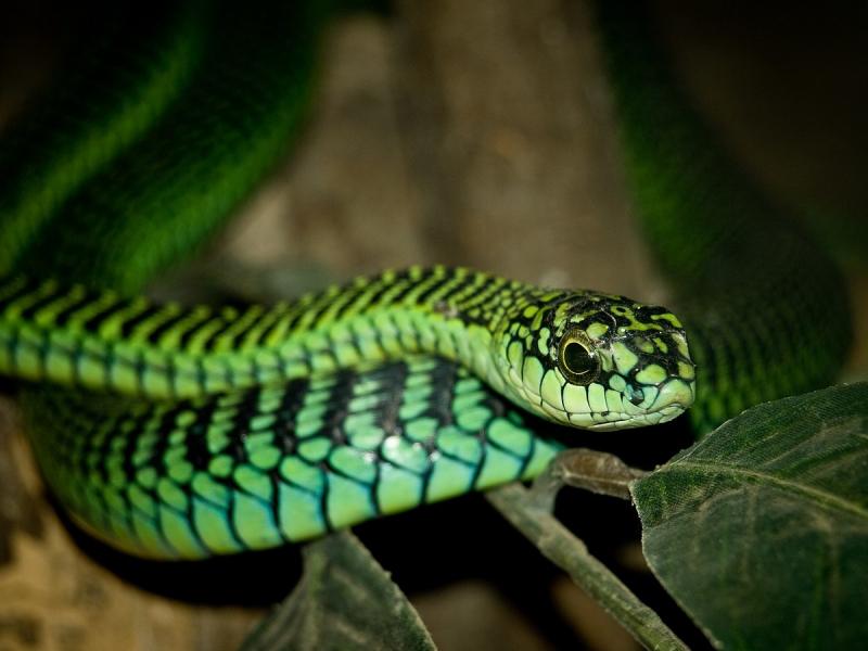 Rắn Boomslang