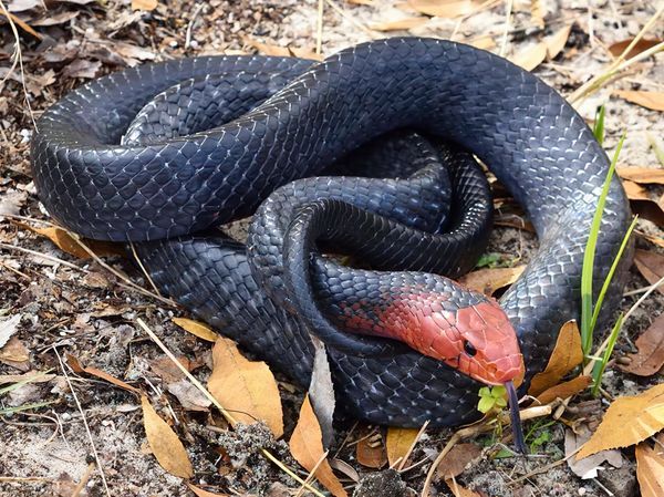 Rắn chàm phương Đông - Indigo Eastern Rat Snake