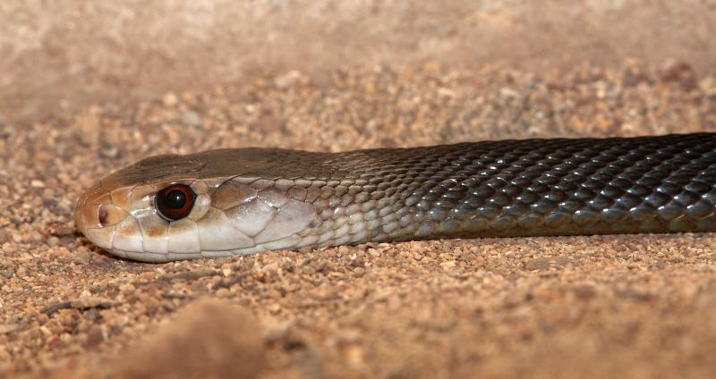 Rắn Coastal Taipan