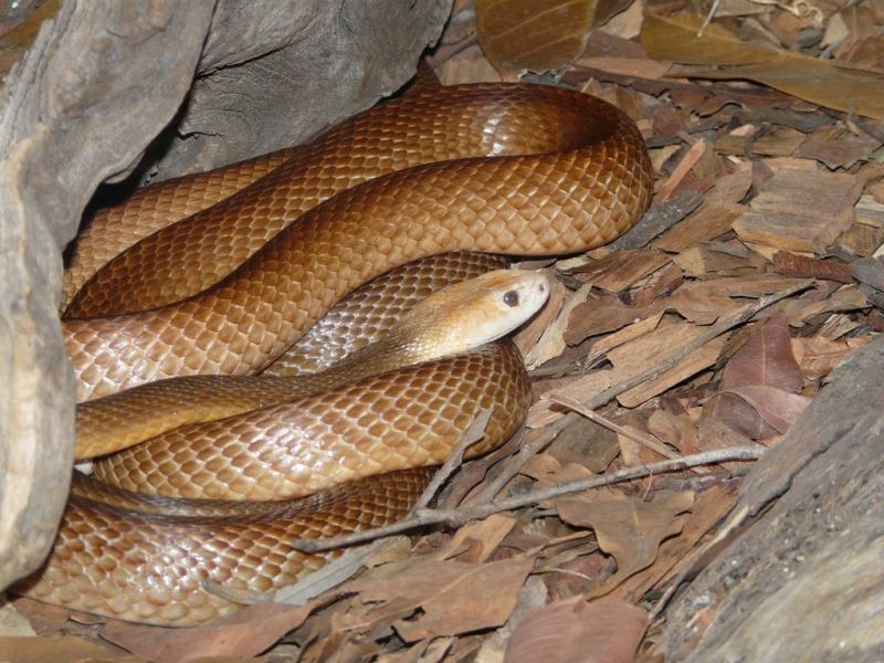 Rắn độc Australia (Death Adder)