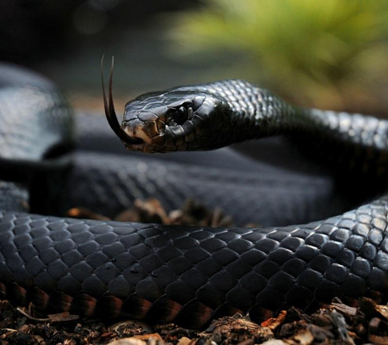 Rắn độc đen Châu Phi (Black Mamba)