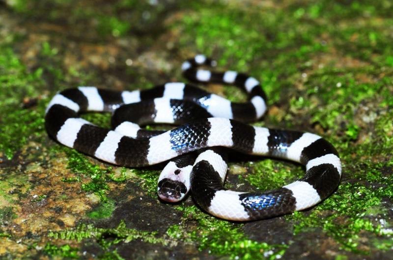 Rắn cạp nong xanh (Blue Krait)