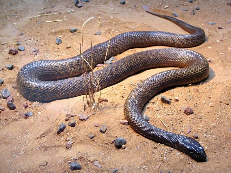 Rắn Taipan nội địa (Inland taipan)