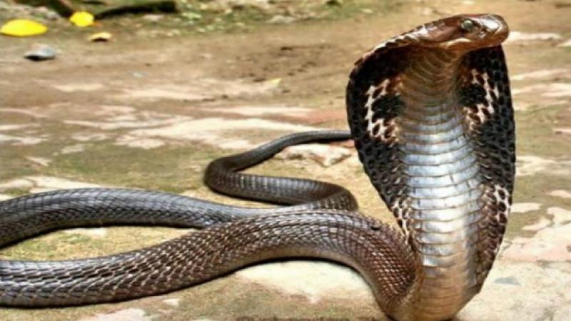 Rắn hổ Châu Úc (Tiger Snake)