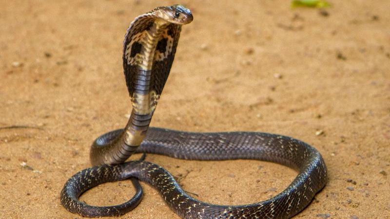 Rắn hổ mang chúa (King Cobra)