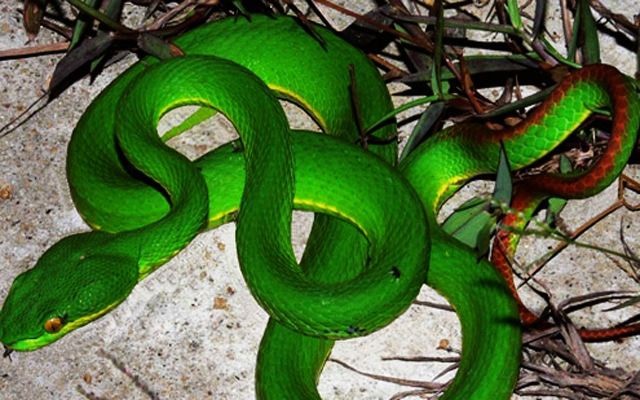 Bạn đang tìm kiếm các thông tin về các loài rắn độc Việt Nam? Hãy tham khảo Top 10 rắn độc Việt Nam của chúng tôi để có cái nhìn rõ ràng và chính xác nhất!