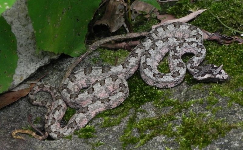 Các loài rắn có hình tam giác trên lưng đáng sợ nhất thế giới