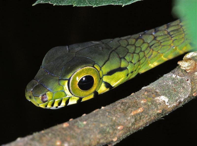 Rắn Rhamnophis Aethiopissa