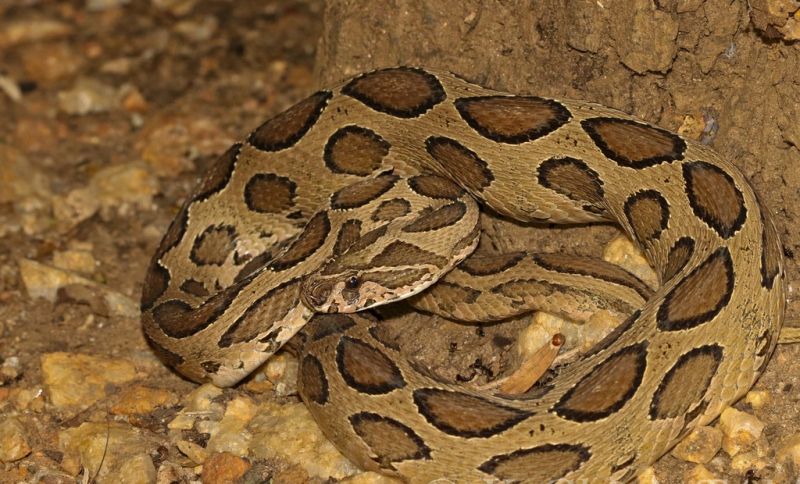 Rắn Russell's viper