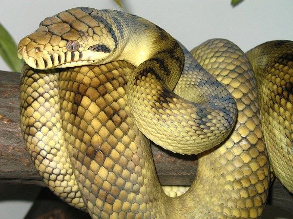 Rắn Scrub Python