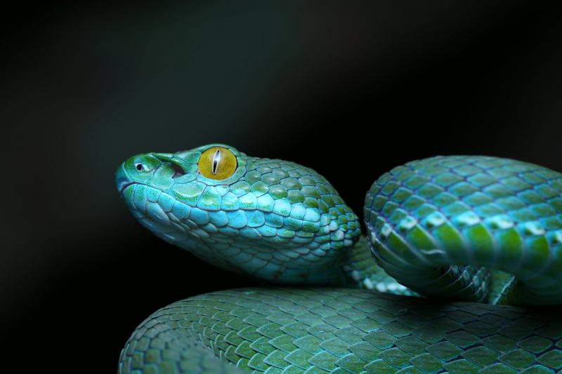 Rắn Trimeresurus Macrops