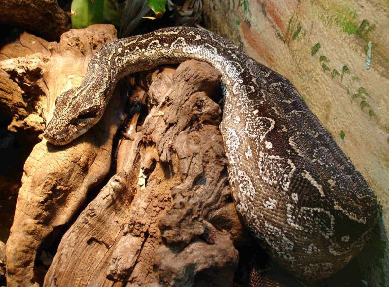 Rắn xiết mồi (Boa constrictor)