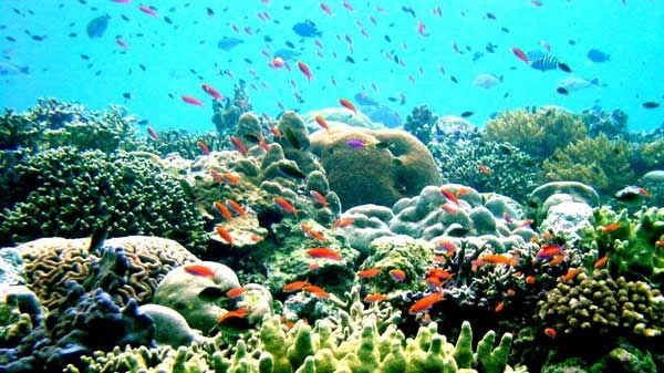 Rặng san hô Great Barrier Reef