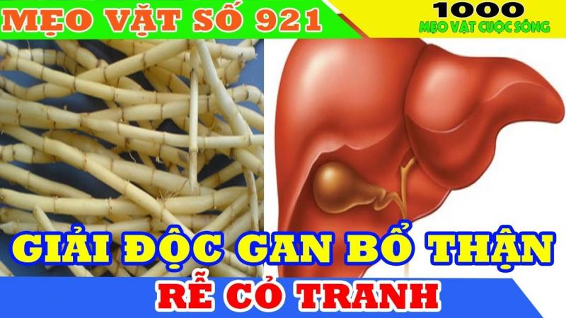 Rễ cỏ tranh giải độc gan hiệu quả