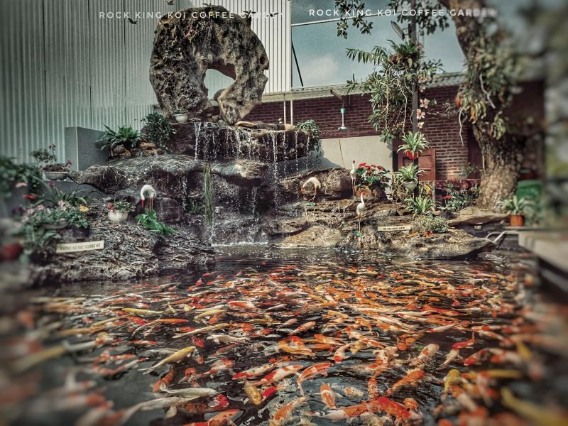 Rock King Koi Coffee Garden