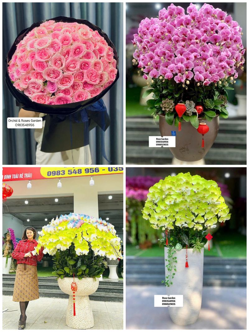 Hoa nhà Roses garden - rực rỡ và sang trọng