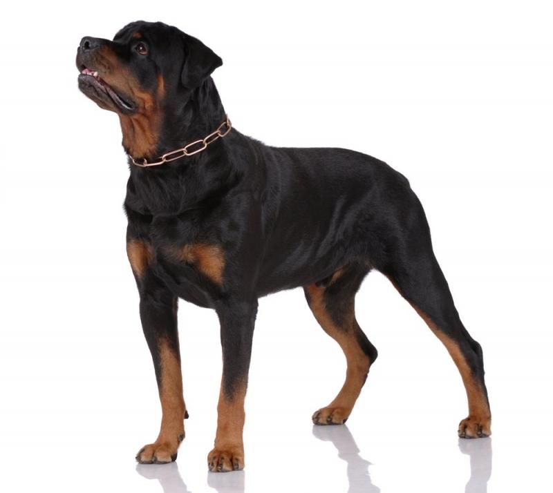 Rottweiler có thân hình to lớn vạm vỡ