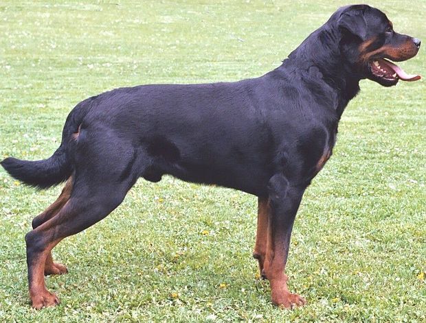 Chó Rottweiler