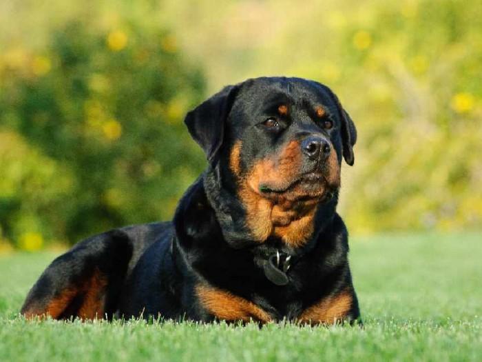 Chó Rottweiler