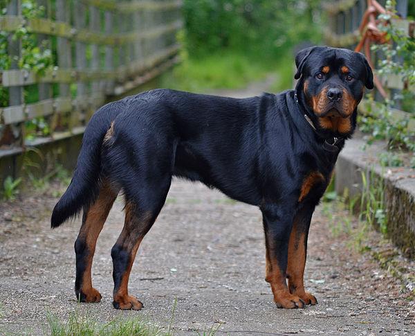 Chó Rottweiler