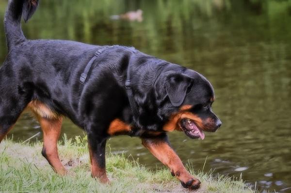 Rottweiler