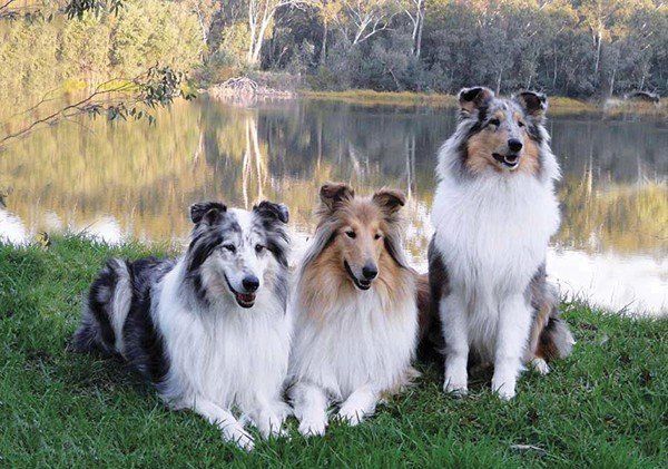 Chó Rough Collie